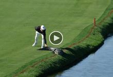 Cody Gribble gets brave and slaps an alligator's tail at Arnold Palmer